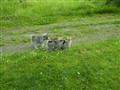 Bus gänget på gång 20100703.JPG