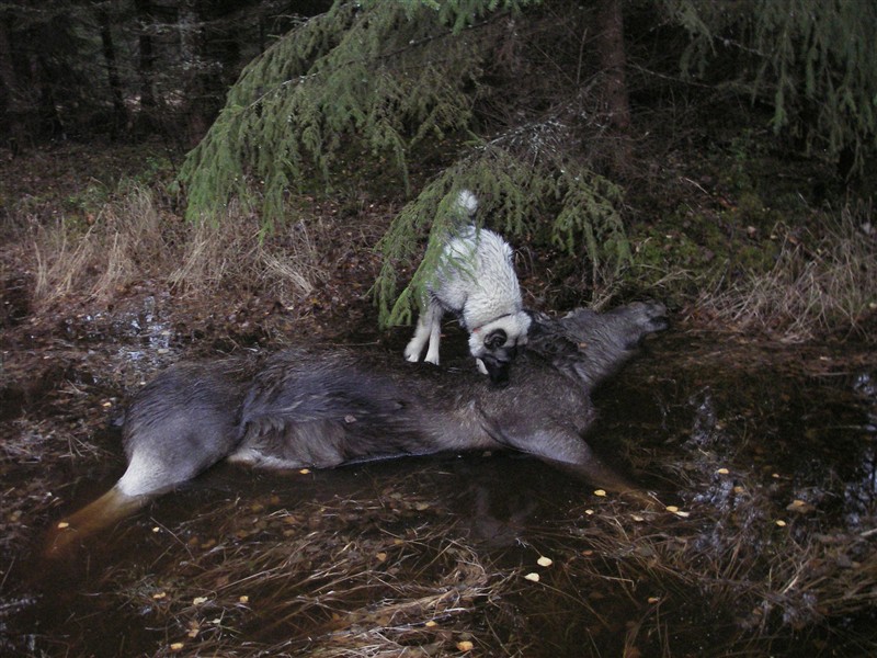 Fjalars första ståndälg ca 1timme.JPG