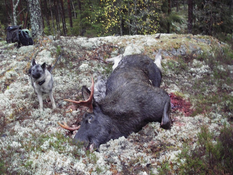 fjalar i norge.JPG